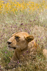 Regal Lioness