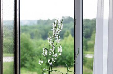 Naklejka premium Flowering plant Physostegia virginiana alba. Open window with drops on glass.