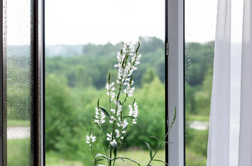 Flowering plant Physostegia virginiana alba. Open window with drops on glass.