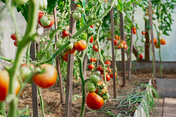 Ripe tomatoes plant growing in greenhouse. Organic farming concept.