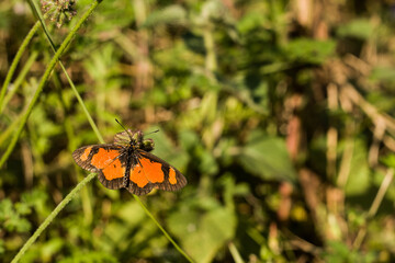 Butterflies Lunch