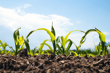 Green field with young corn on sunlight