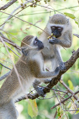 Monkey's Sharing