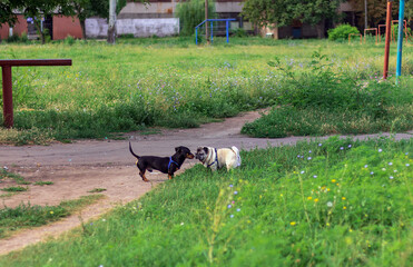 Obraz na płótnie Canvas two dogs, a dachshund and a pug met on the path, cityscape, courtyard