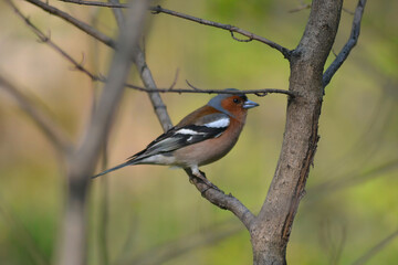 great spotted woodpecker on a branch