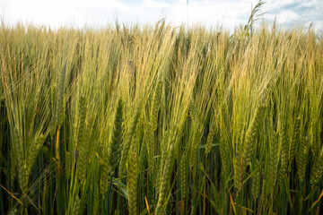 Ears of green grain swaying in the wind