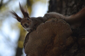 squirrel in the forest