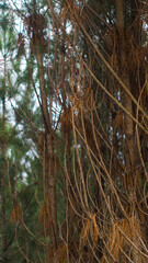 Forêt des Landes de Gascogne, en période hivernale