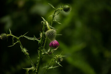 bud of a poppy