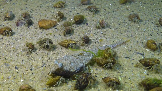 Fish of the Black Sea, Female Sailfin dragonet (Callionymus pusillus), Black Sea