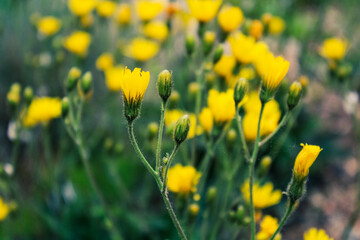 Small Yellow Flourishing Flower Blooms
