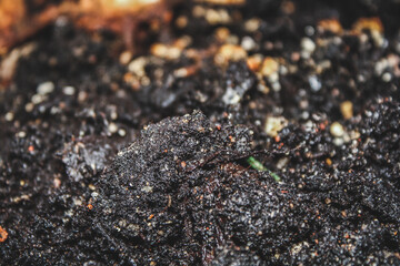 Photo of land, soil, for plants. - 448640702