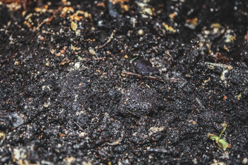 Photo of land, soil, for plants. - 448640703