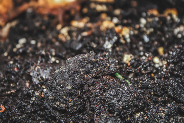 Photo of land, soil, for plants. - 448640720