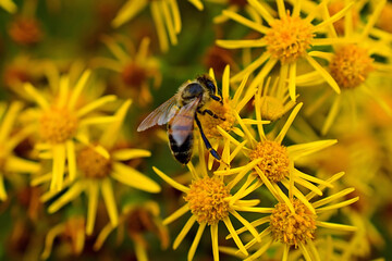 Close up of a Honey Bee collecting pollen from yellow daisy flowers
