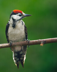 Young Woodpecker Posing on a Branch