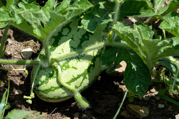Young Watermelon on the Vine