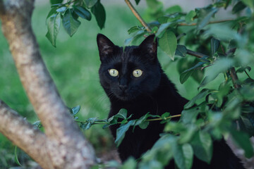 black cat outdoors behind a tree 