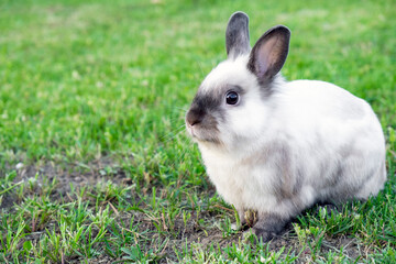 Little cute white with gray rabbit in green grass in summer day. Easter bunny concept.