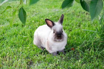 Little fluffy white with gray rabbit in green grass in summer day. Easter bunny concept.