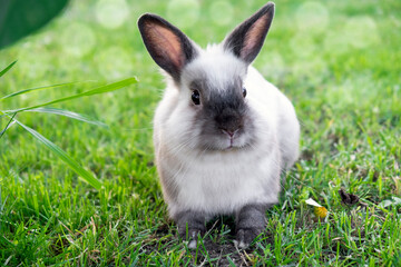 Little cute white with gray rabbit in green grass in bokeh sun lights. Easter bunny concept.