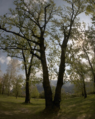 Fototapeta na wymiar Trees with fresh foliage in strong sunlight in the Swiss village of Giubiasco