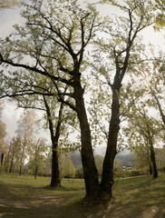 Fototapeta na wymiar Trees with fresh foliage in strong sunlight in the Swiss village of Giubiasco