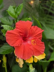 red hibiscus flower