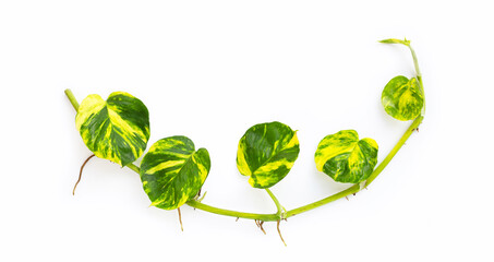 Golden pothos or devil's ivy leaves on white background.