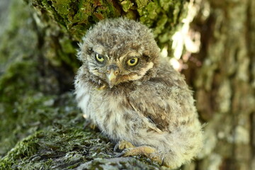 Steinkauz Küken (Athene noctua)