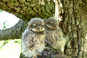 Obraz premium Steinkauz Küken (Athene noctua)