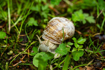 Close up of a Roman snail, Teutoburg Forest, North Rhine-Westphalia, Germany.