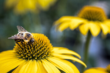 bumble bee on yellow flower