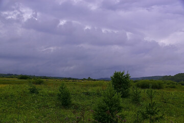 A herd of cows under the clouds of a rainy cyclone.