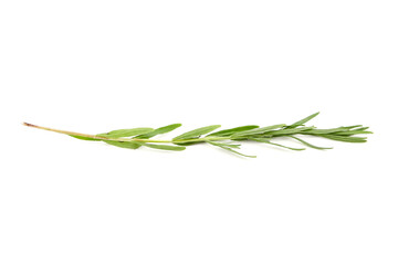 Fototapeta premium Lavender herb plant with green leaves isolated on white background
