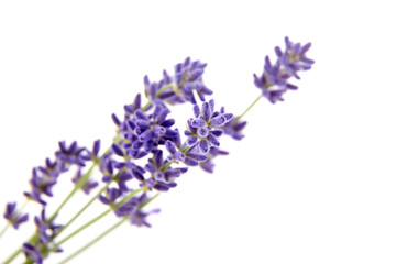 Naklejka premium Lavender flowers isolated on white background. Fresh purple flowers closeup
