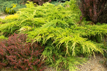 Coniferous plant in the garden. Garden pine. Miniature spruce tree.