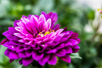 purple dahlia flower