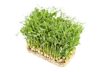 Fresh microgreens isolated on white
