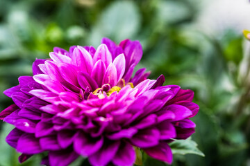 Obraz premium purple dahlia flower