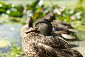 Duck in nature. Close-up portrait of a duck.
