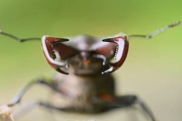 Hirschkäfer (Lucanus cervus)