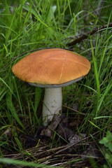 Boletus mushroom with a red cap (Redhead)