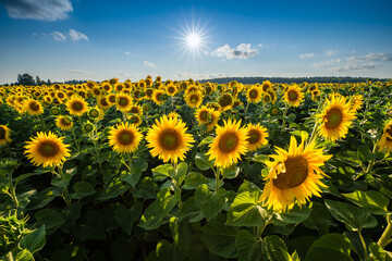 Yellow sunflowers