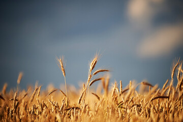 Ripe wheat with blue sky background