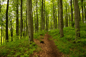 Fototapeta premium Beautiful forest path in a spring beech forest on the Herlingsburg near Lügde, Teutoburg Forest, North Rhine-Westphalia, Germany.
