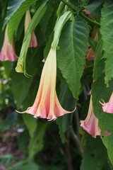 Angel’s trumpet flowers. Solanaceae toxic and medicinal plant.