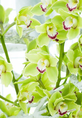 background from green orchid cymbidium, panel from natural flowers, in the Keukenhof park