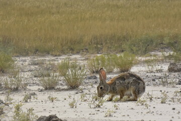 Desert Cottontail, Badlands National Park