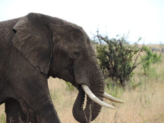 Profile view of an adult male African elephant
